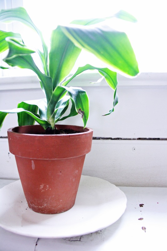 5 Best Houseplants For Your Home | redleafstyle.com