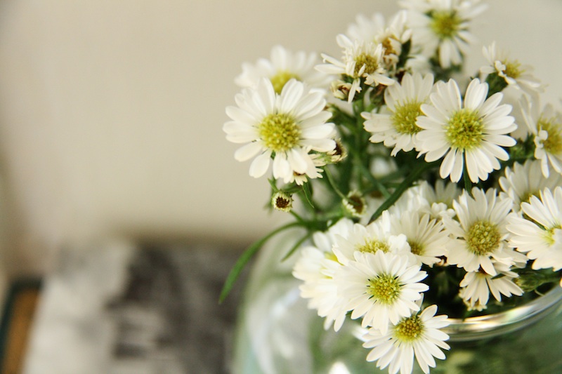Small Daisies | redleafstyle.com